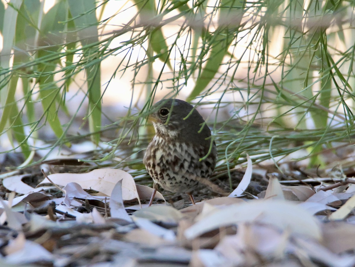 Fox Sparrow - ML626177324