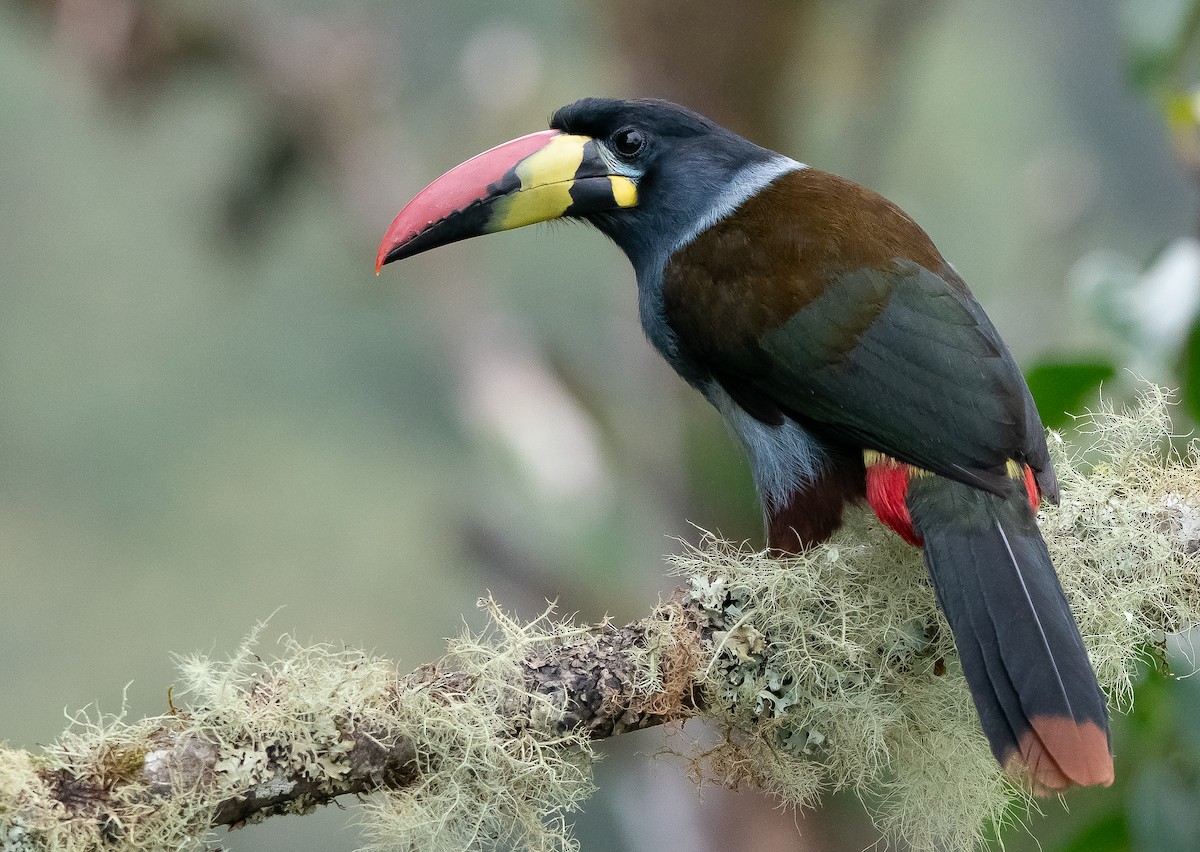 Gray-breasted Mountain-Toucan - ML626177372