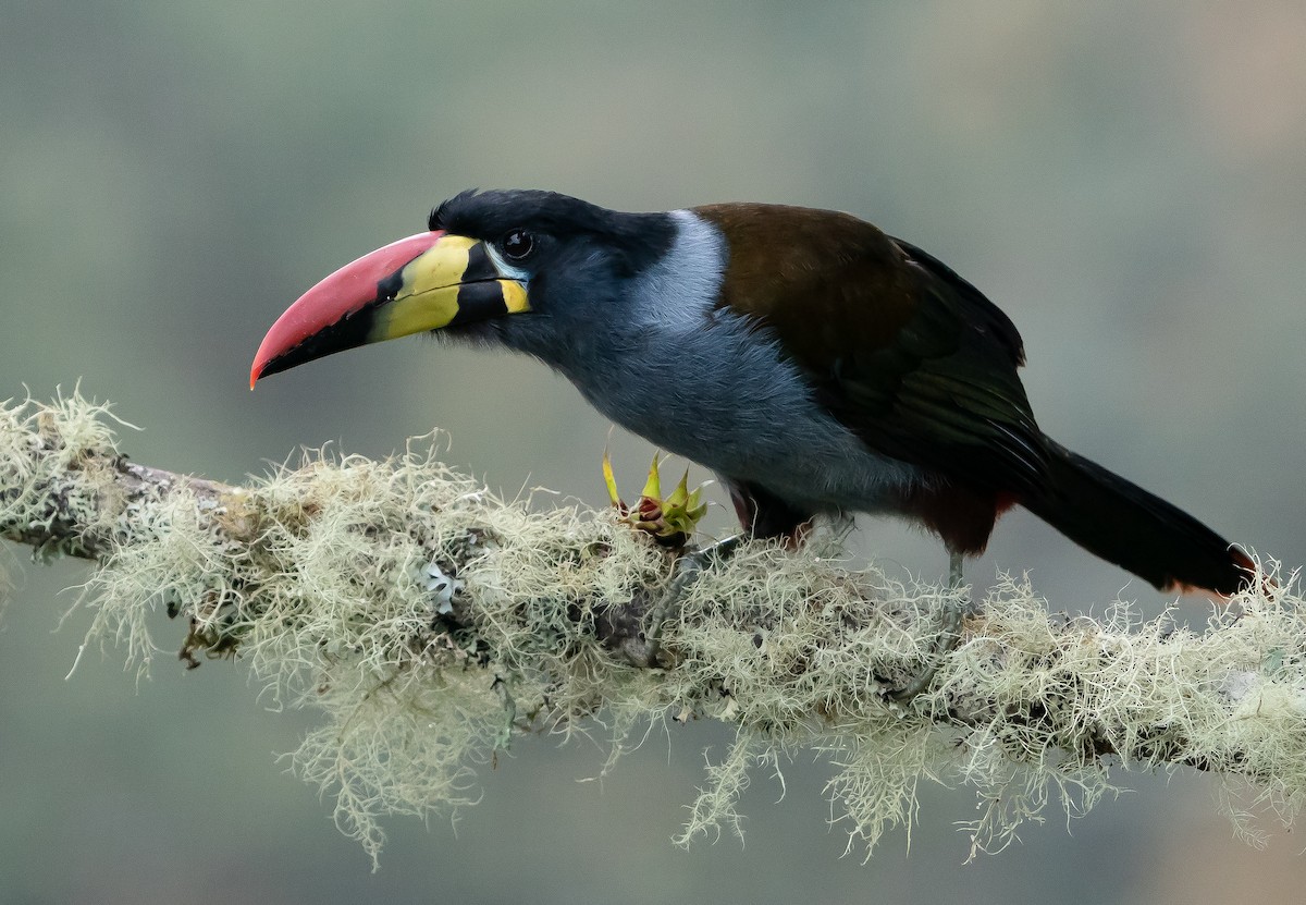 Gray-breasted Mountain-Toucan - ML626177374