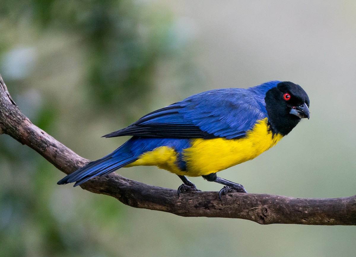 Hooded Mountain Tanager - ML626177537