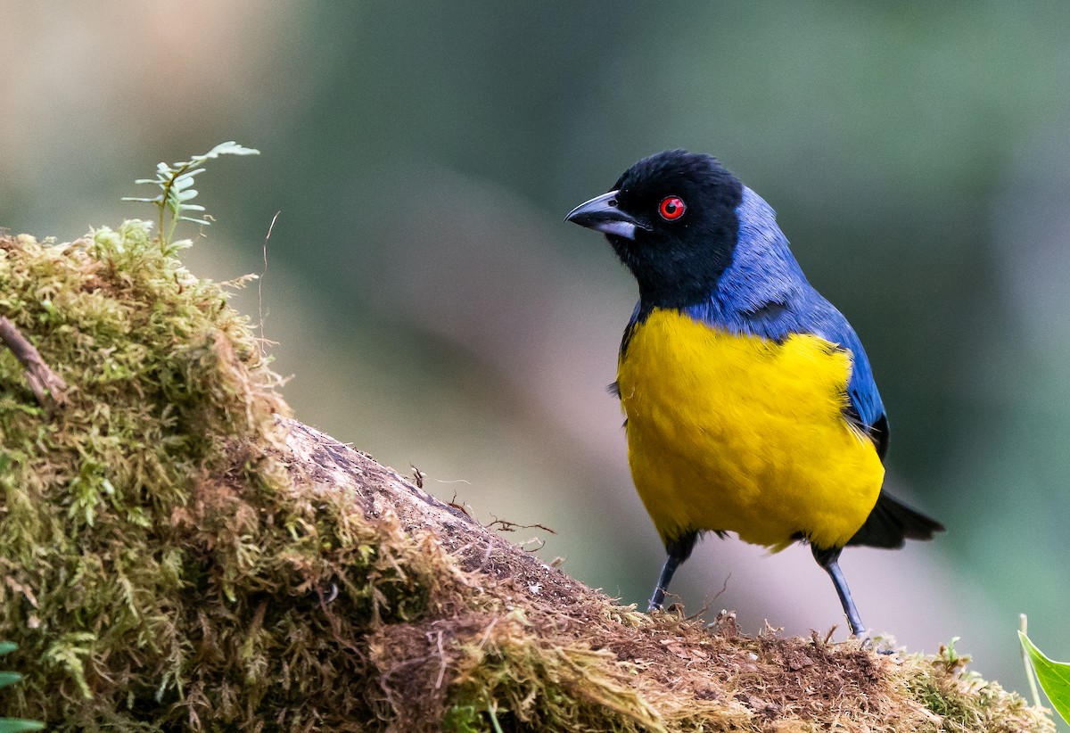 Hooded Mountain Tanager - ML626177538
