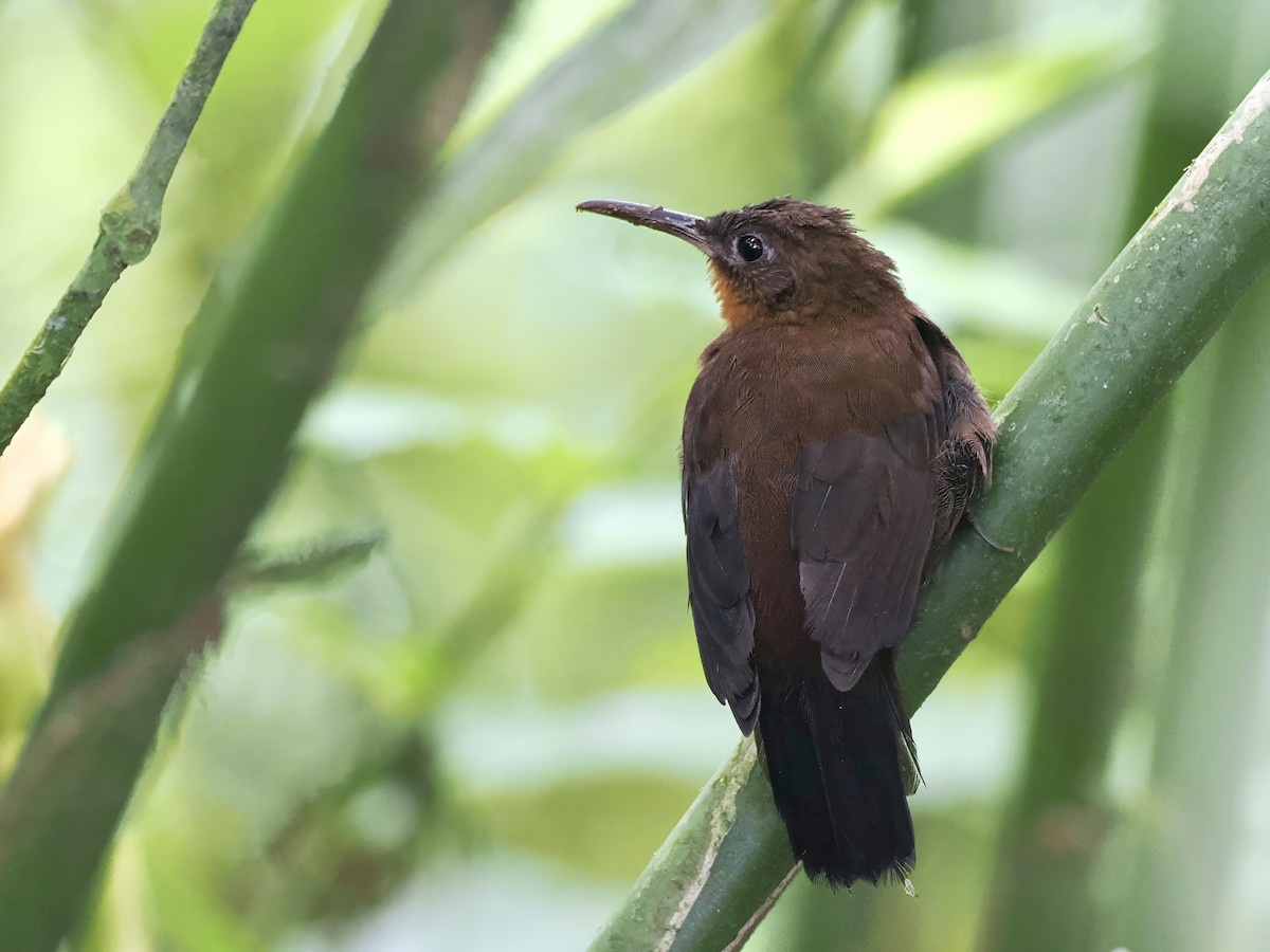 South American Leaftosser - ML626177696