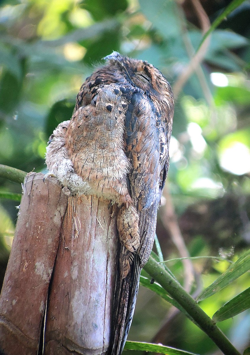 Common Potoo - ML626178073