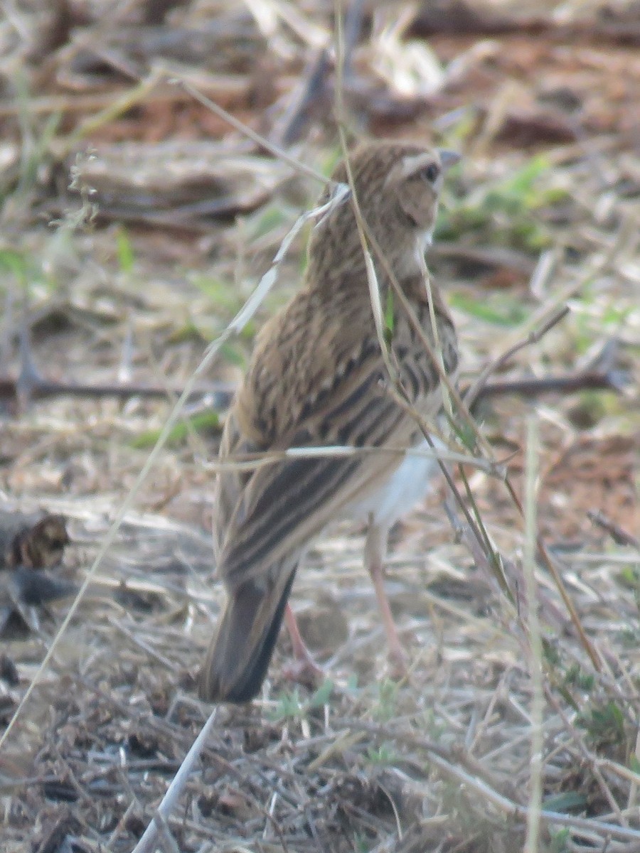 Fawn-colored Lark (Fawn-colored) - ML626178079