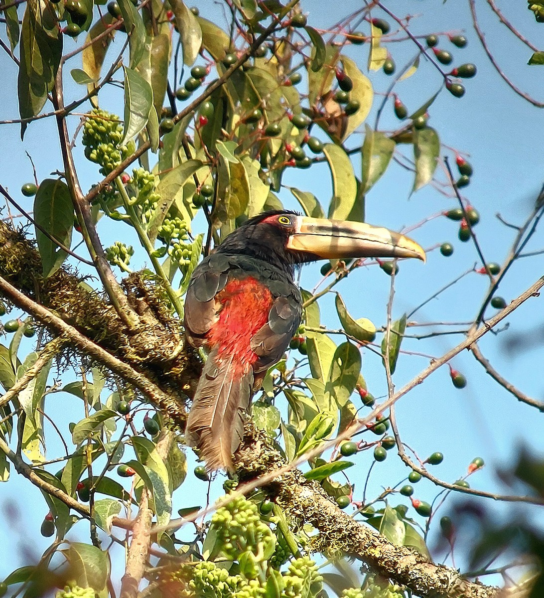Pale-mandibled Aracari (Pale-billed) - ML626178096