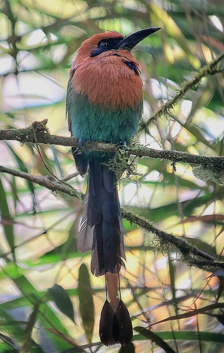 Broad-billed Motmot - ML626178109