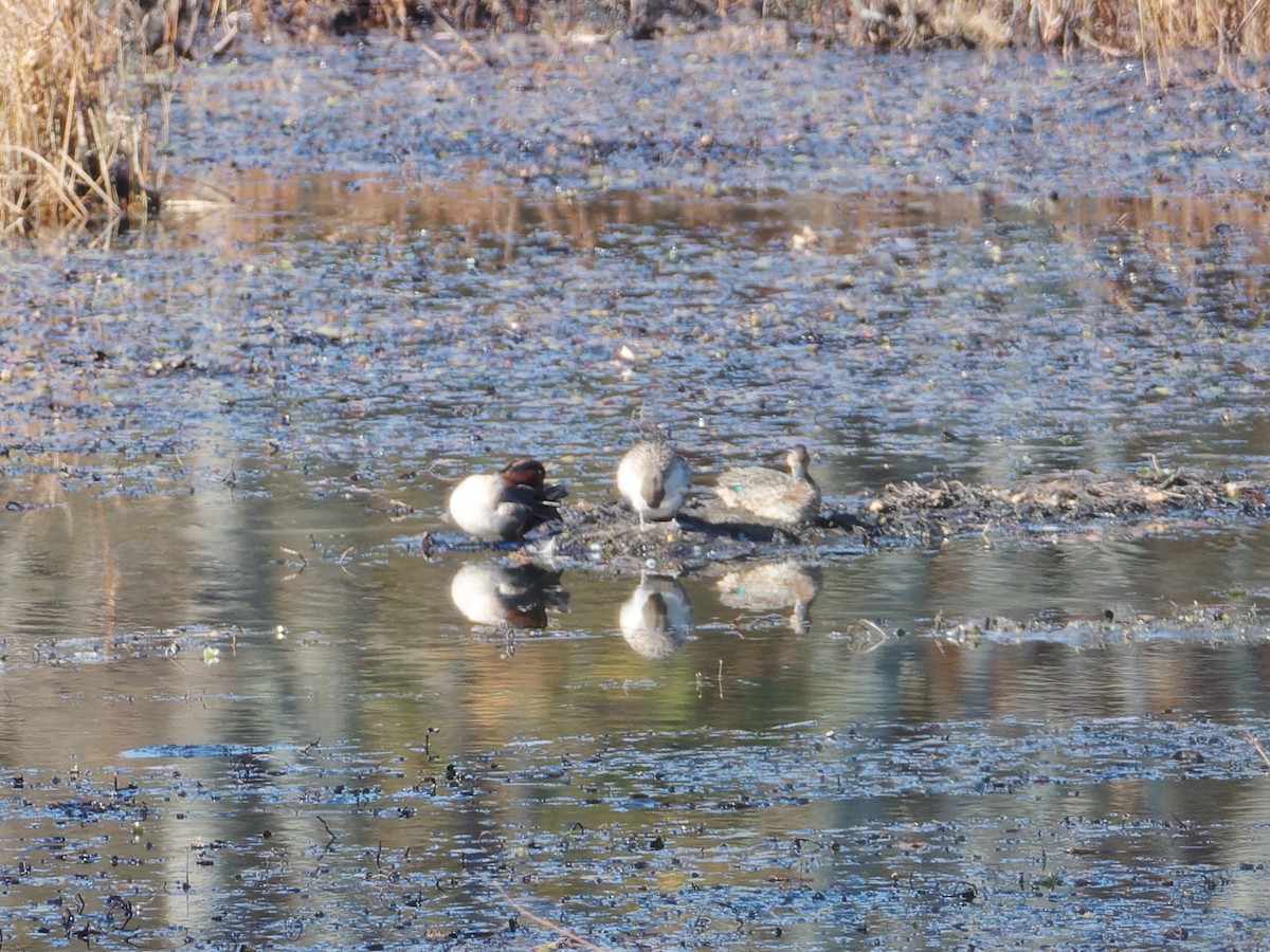 Green-winged Teal - ML626178153