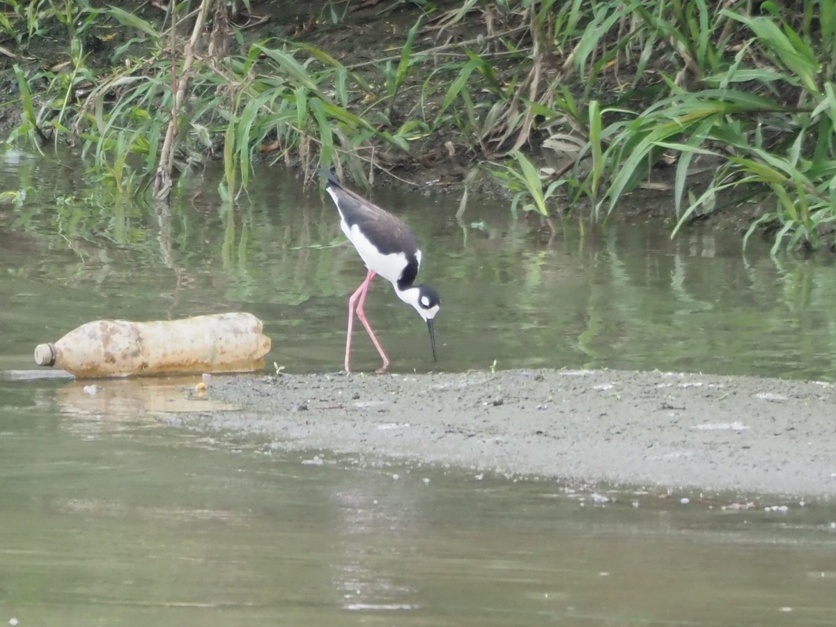 Black-necked Stilt - ML626178225