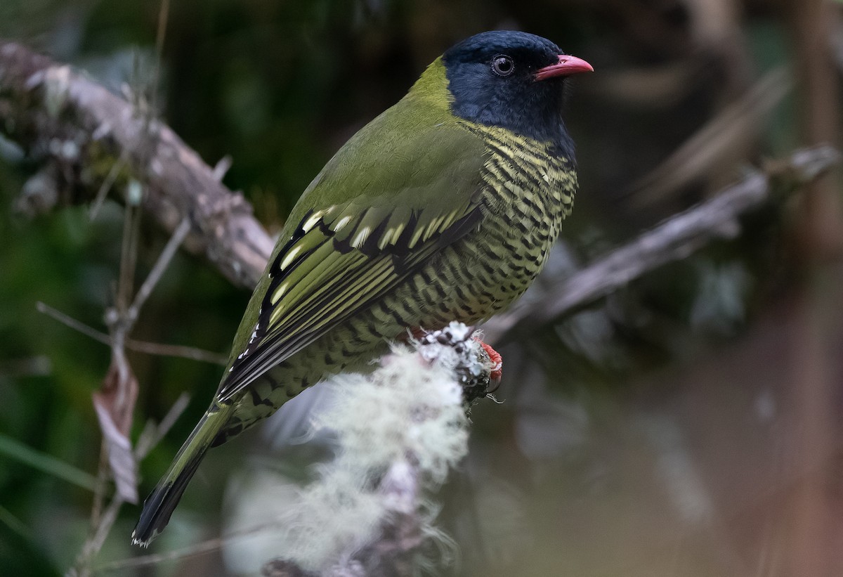 Barred Fruiteater - ML626178275