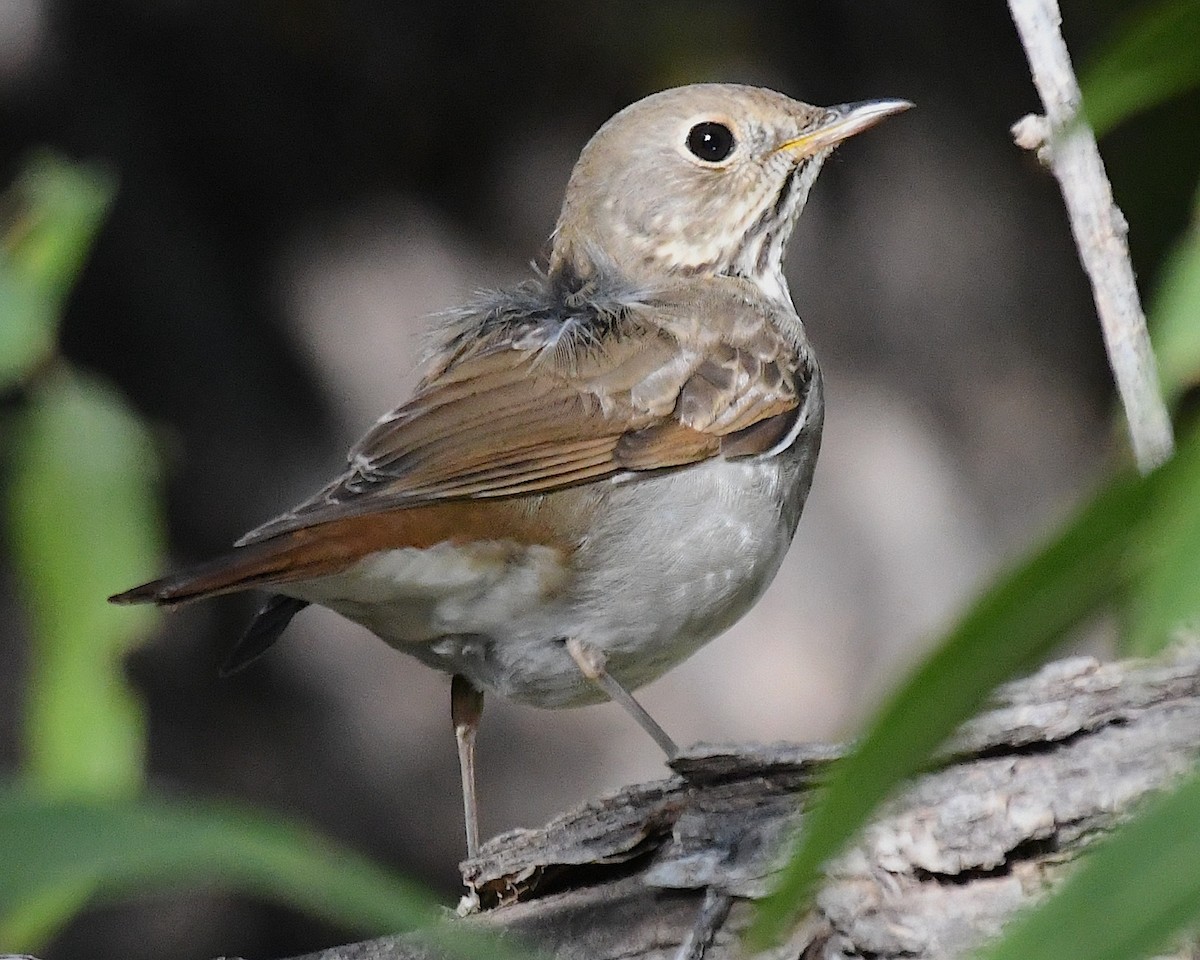 Hermit Thrush - ML626178290