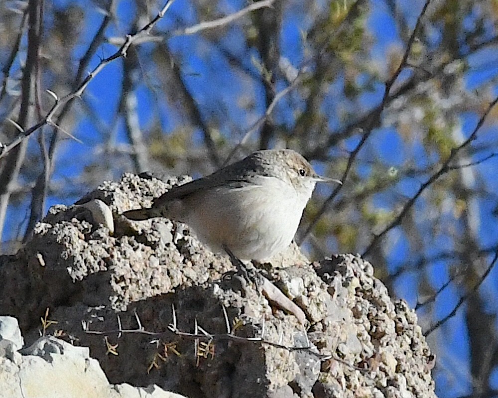 Rock Wren - ML626178340