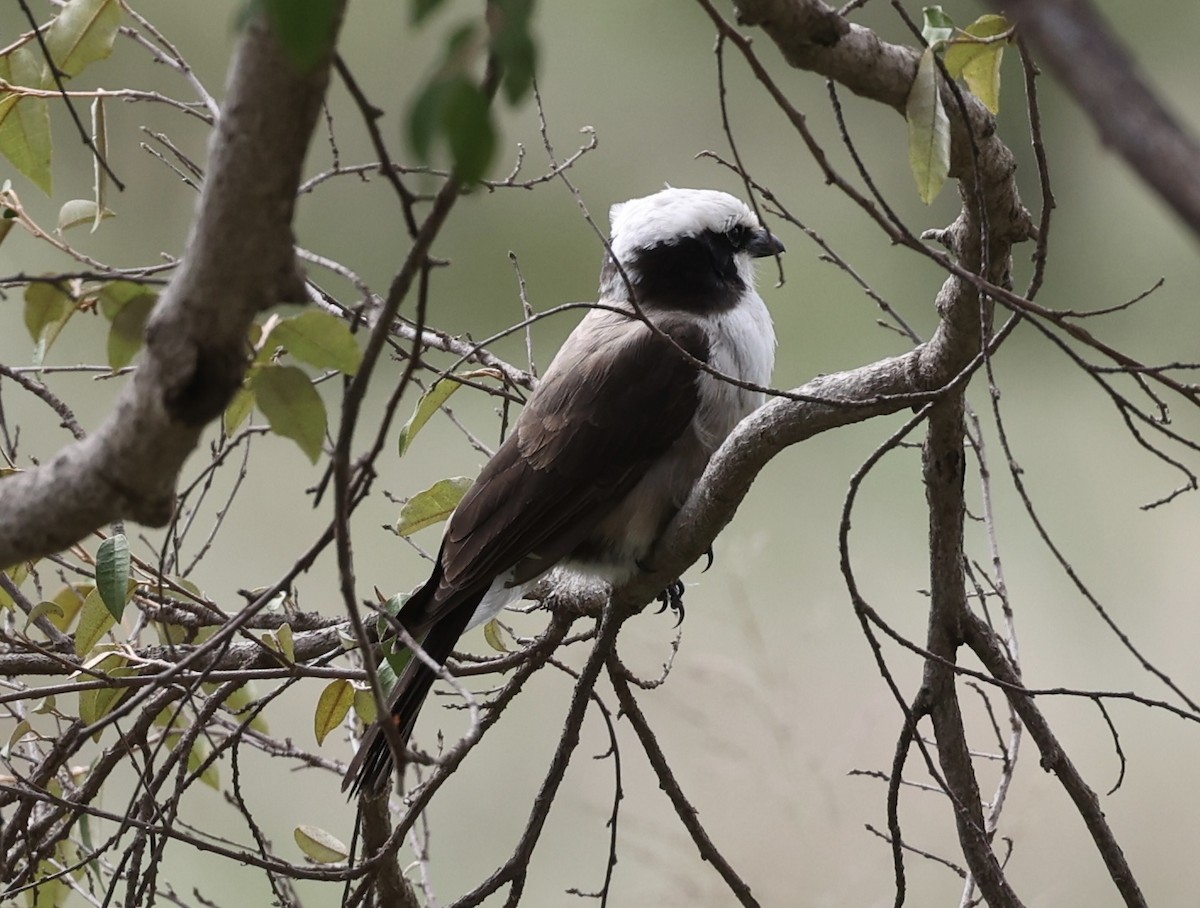 White-rumped Shrike - ML626178352