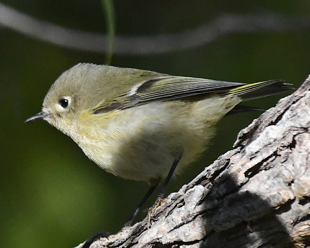 Ruby-crowned Kinglet - ML626178374