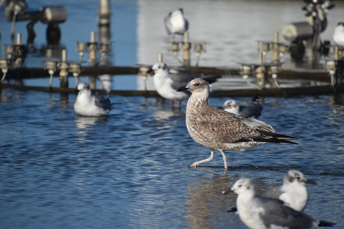 Lesser Black-backed Gull - ML626178409