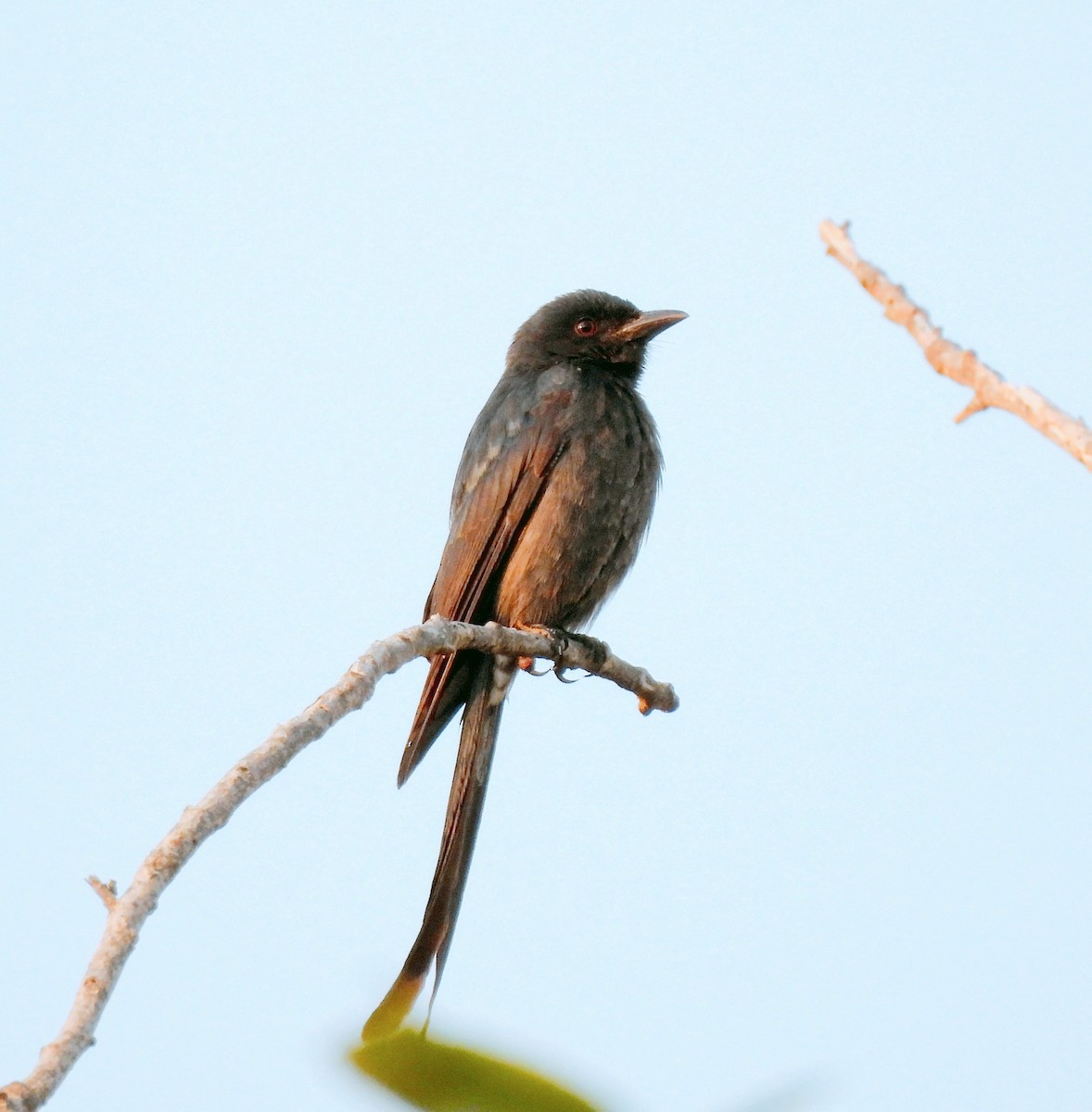 Ashy Drongo - ML626178412