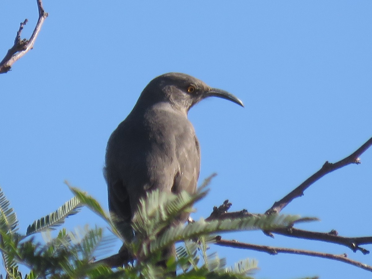 Curve-billed Thrasher - ML626178587