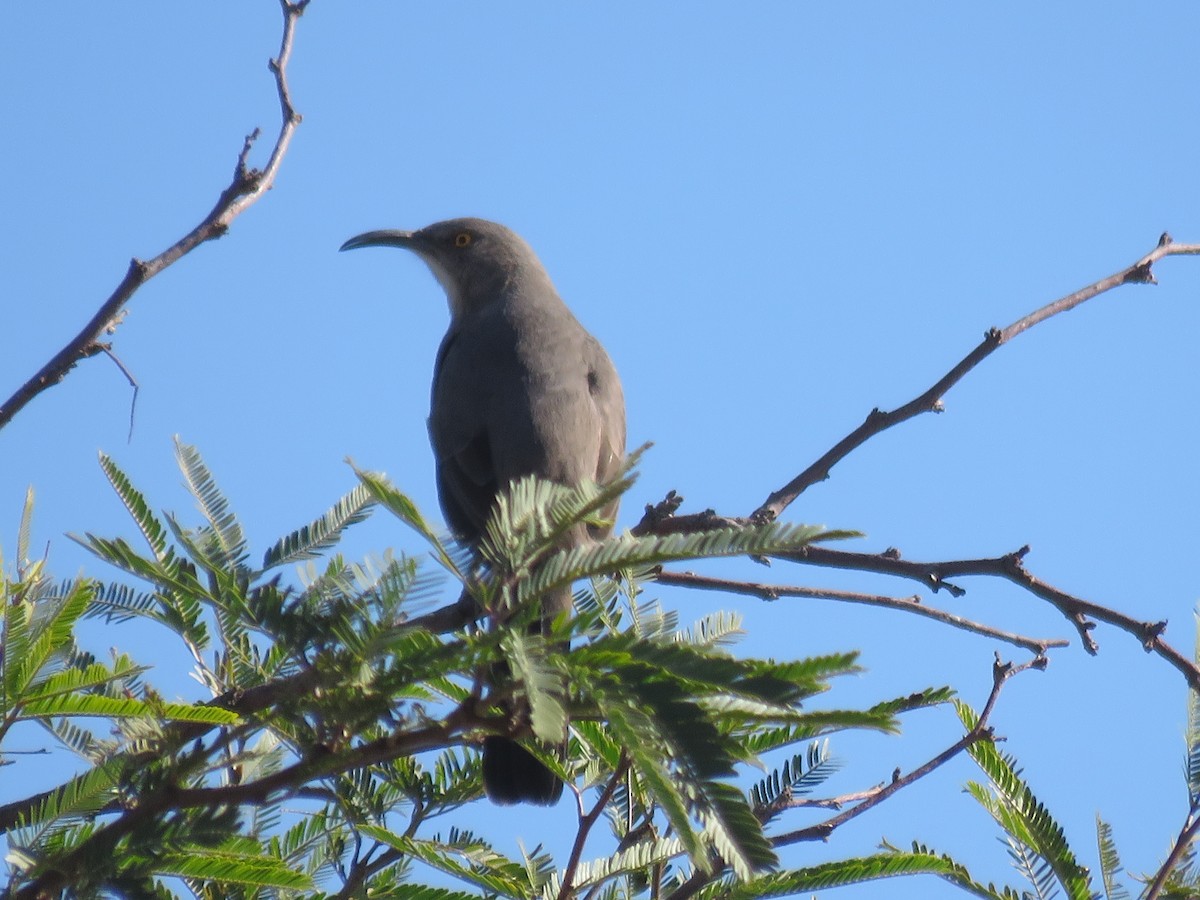 Curve-billed Thrasher - ML626178588