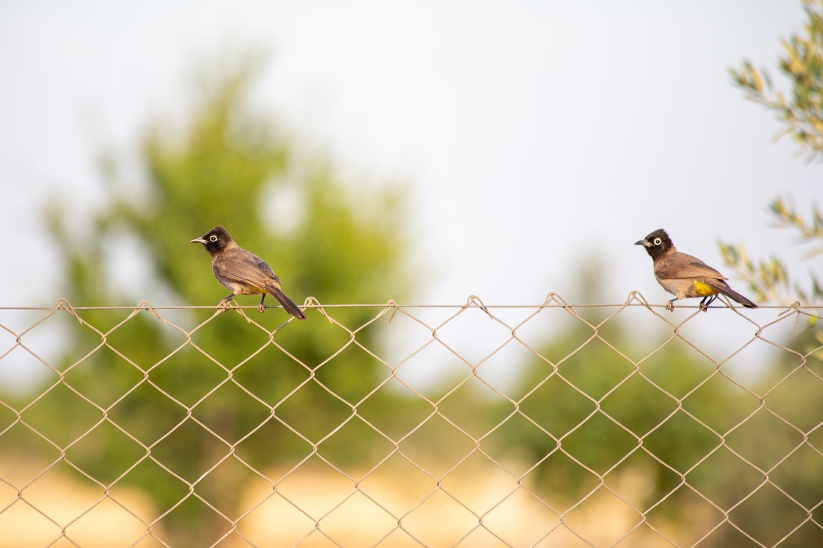 White-spectacled Bulbul - ML626178697