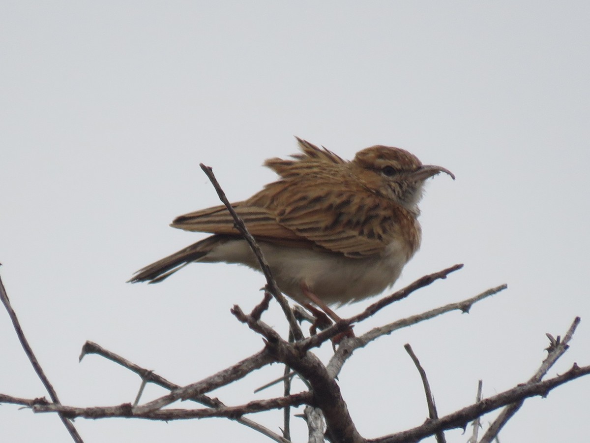 Fawn-colored Lark (Fawn-colored) - ML626178948