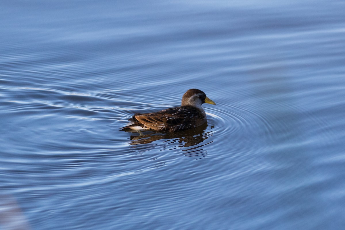 chřástal karolínský - ML626178964