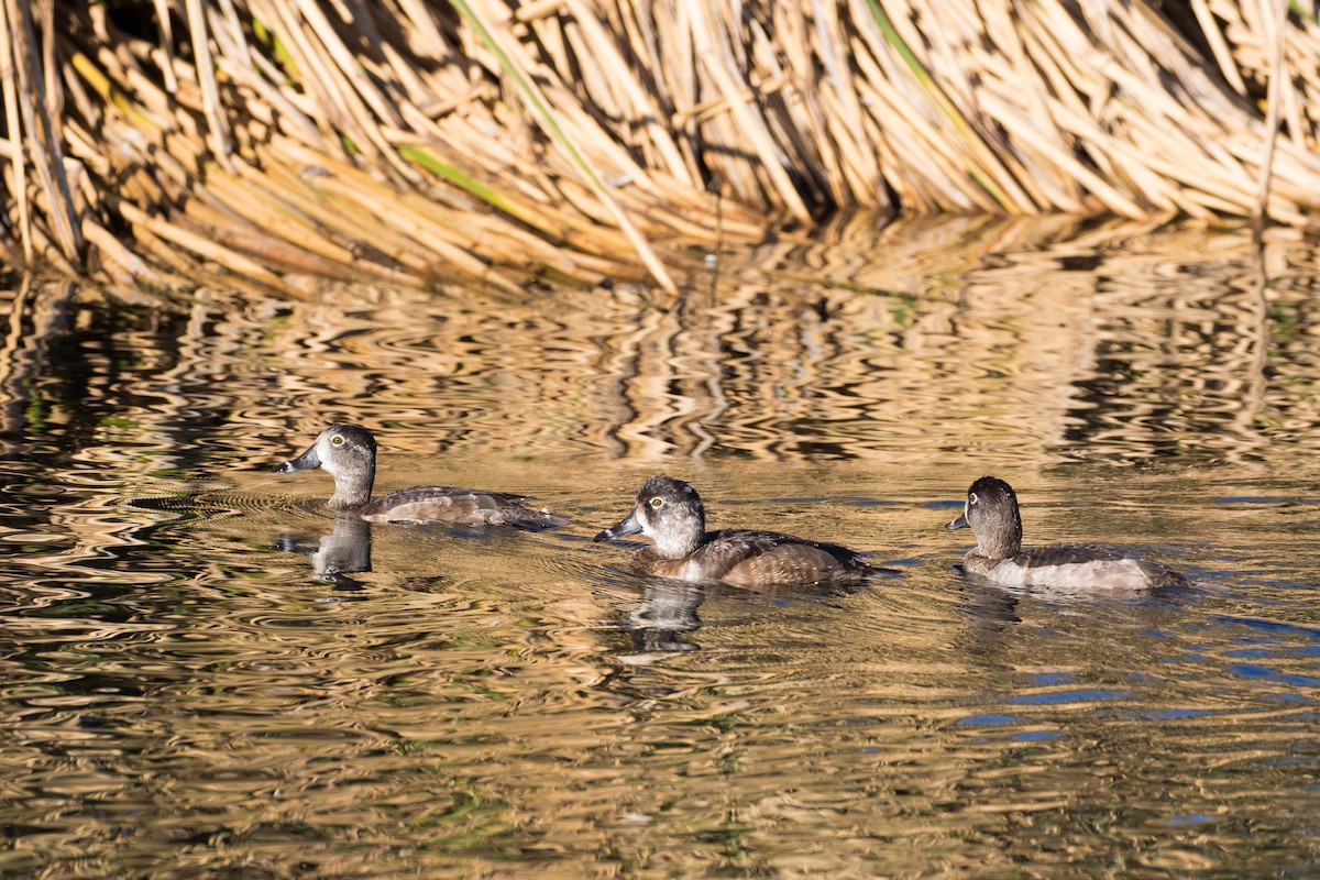 polák proužkozobý - ML626178981