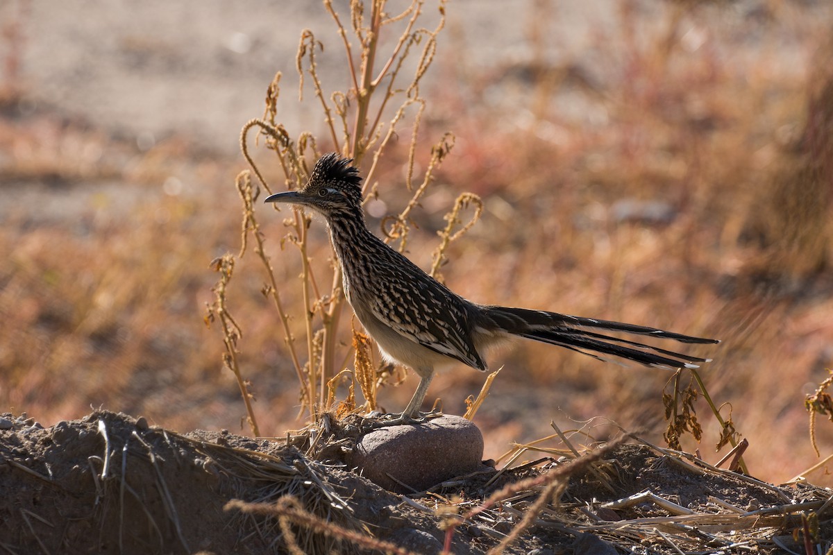 kukačka kohoutí - ML626178988