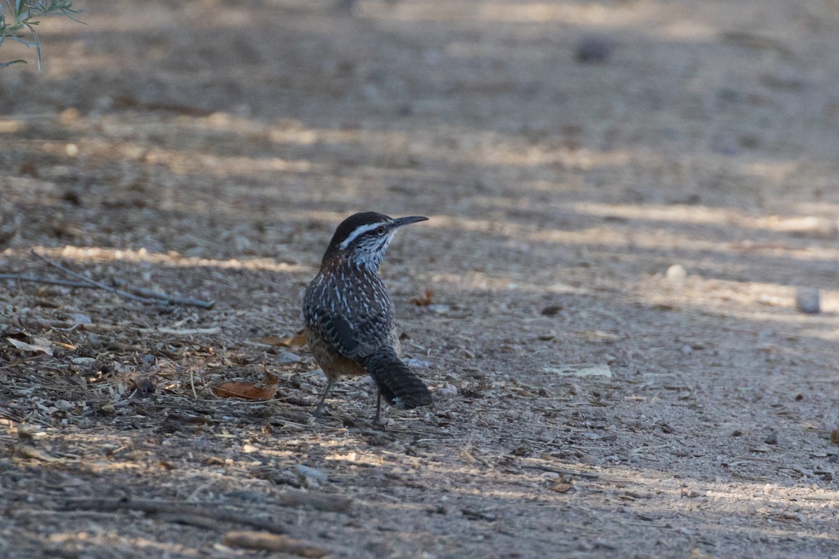 střízlík kaktusový - ML626179001