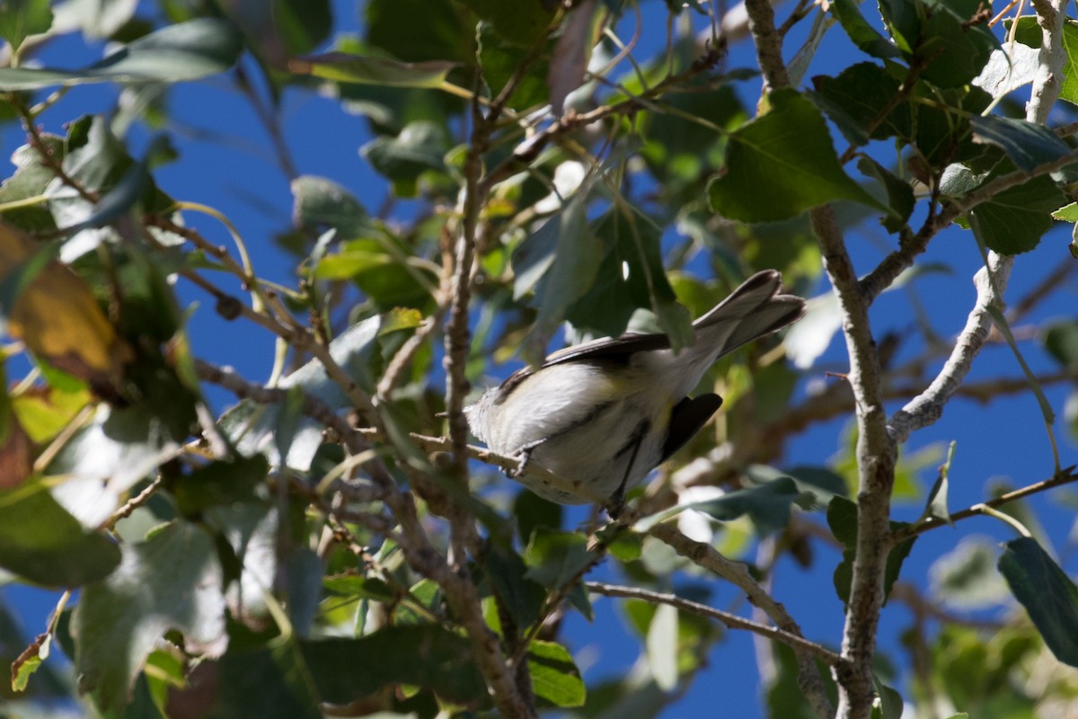 lesňáček rezavoboký - ML626179008