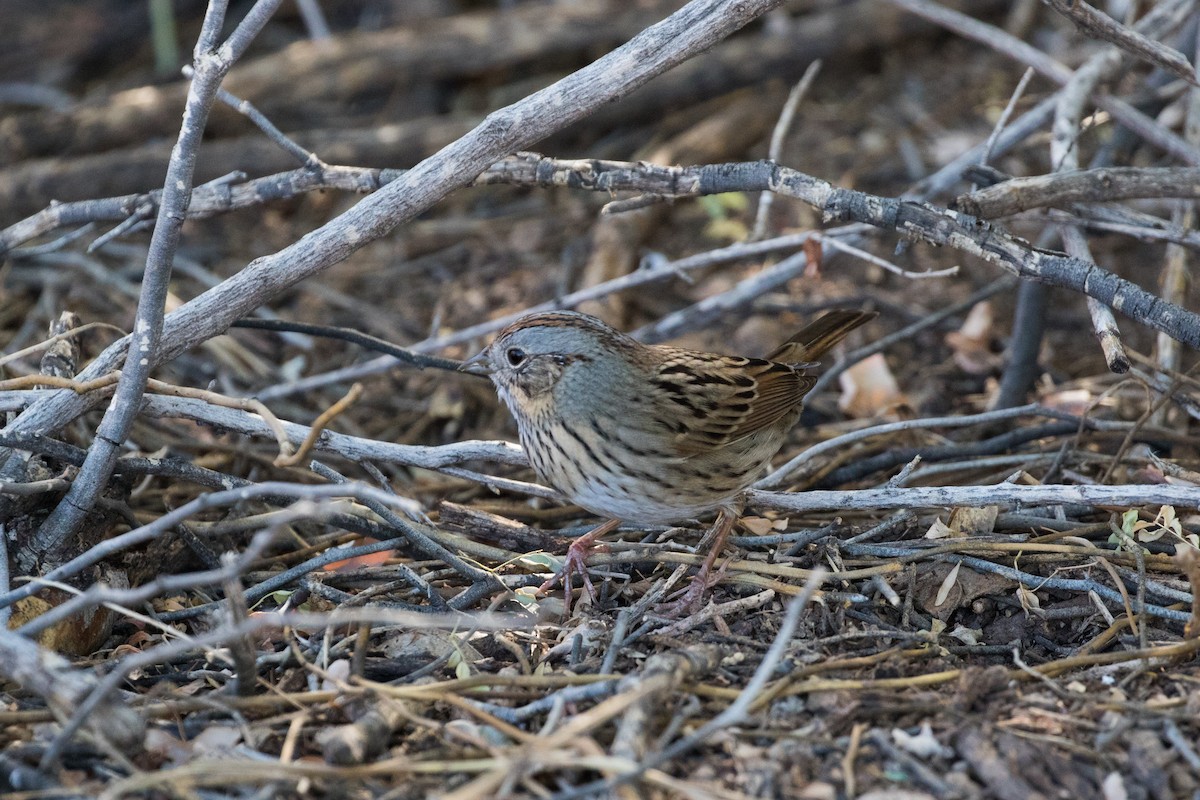 strnadec pruhohlavý - ML626179025