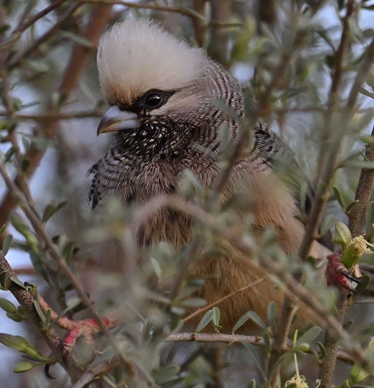 White-headed Mousebird - ML626179055