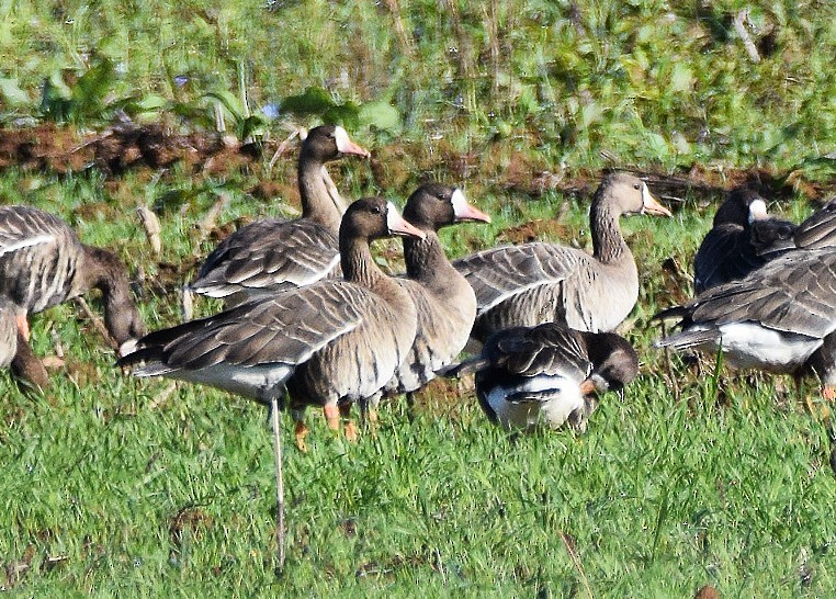 Oca lombardella - ML626179234