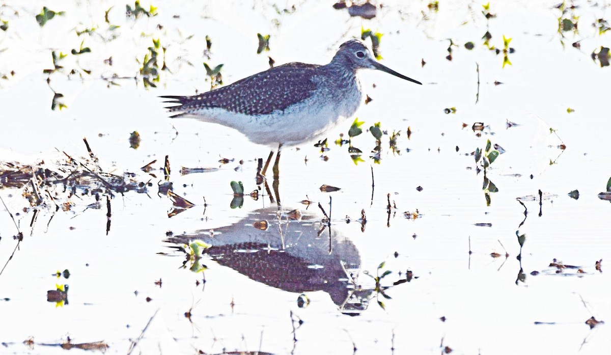 Greater Yellowlegs - ML626179285