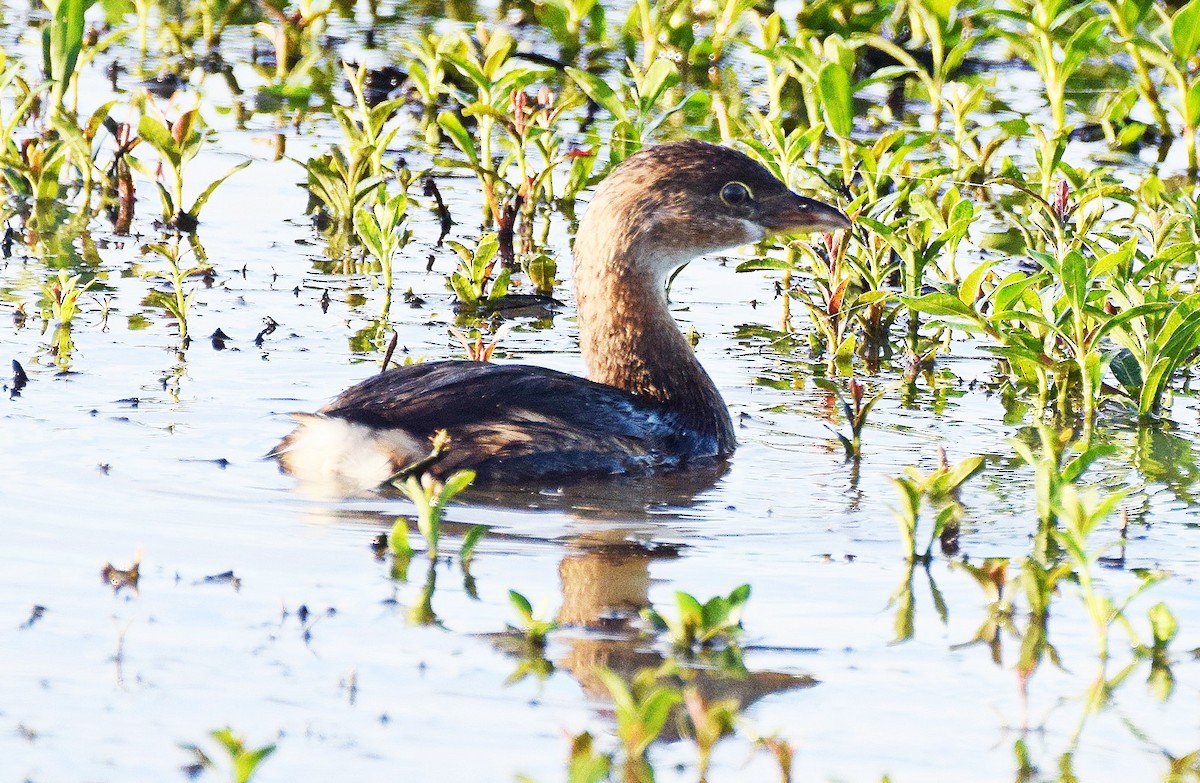 Pied-billed Grebe - ML626179290