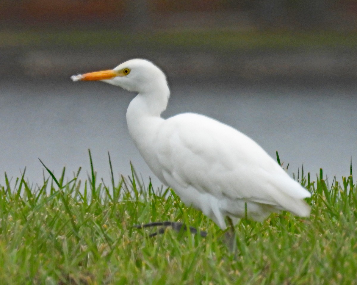 Western Cattle-Egret - ML626179296