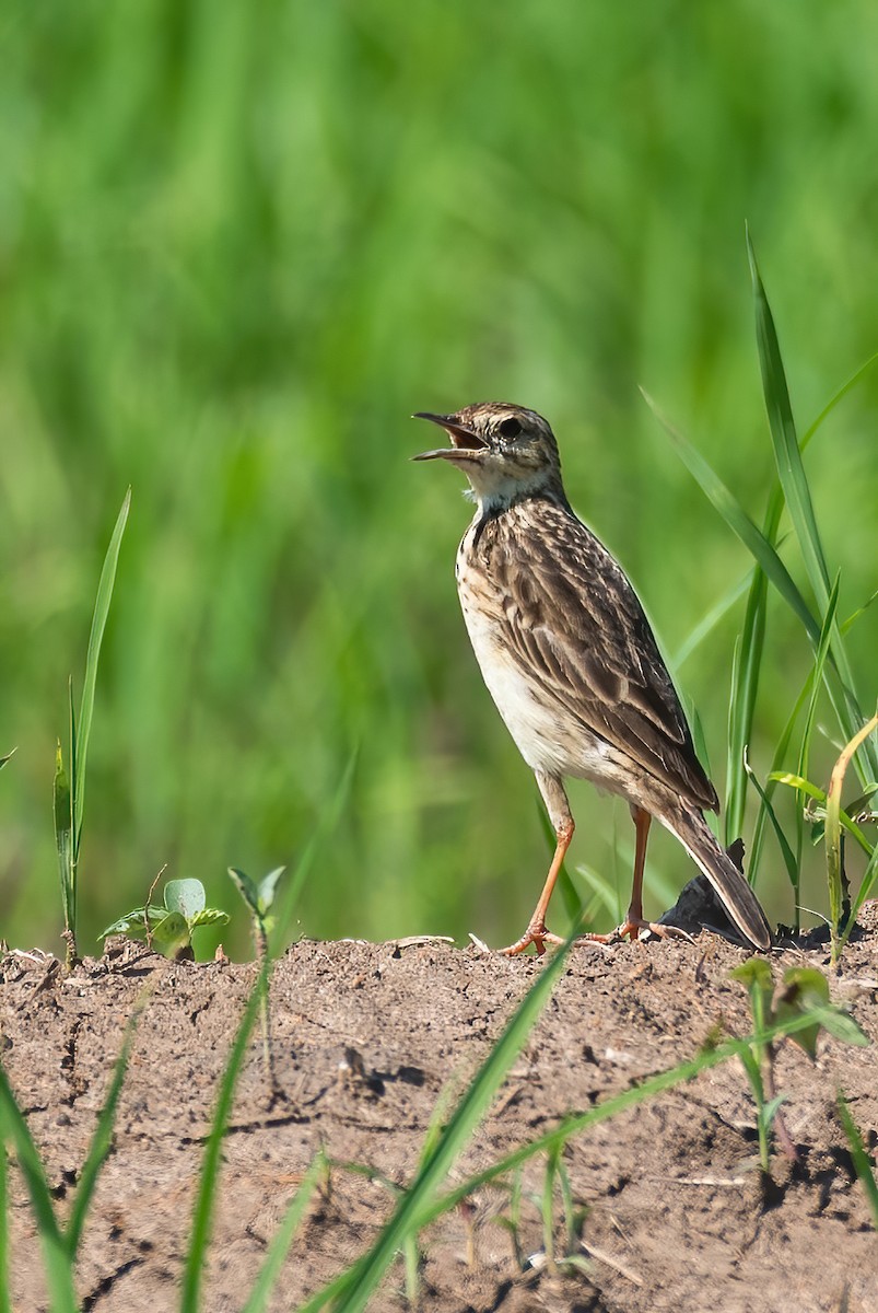 Pipit jaunâtre - ML626179314