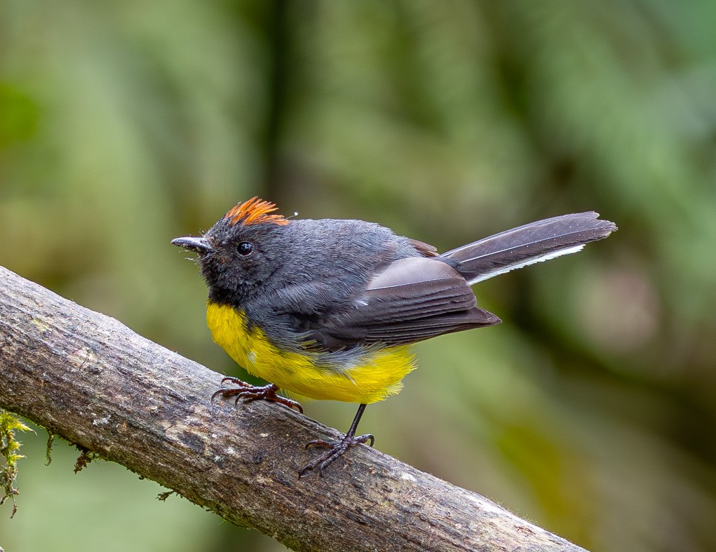 Slate-throated Redstart - ML626179360