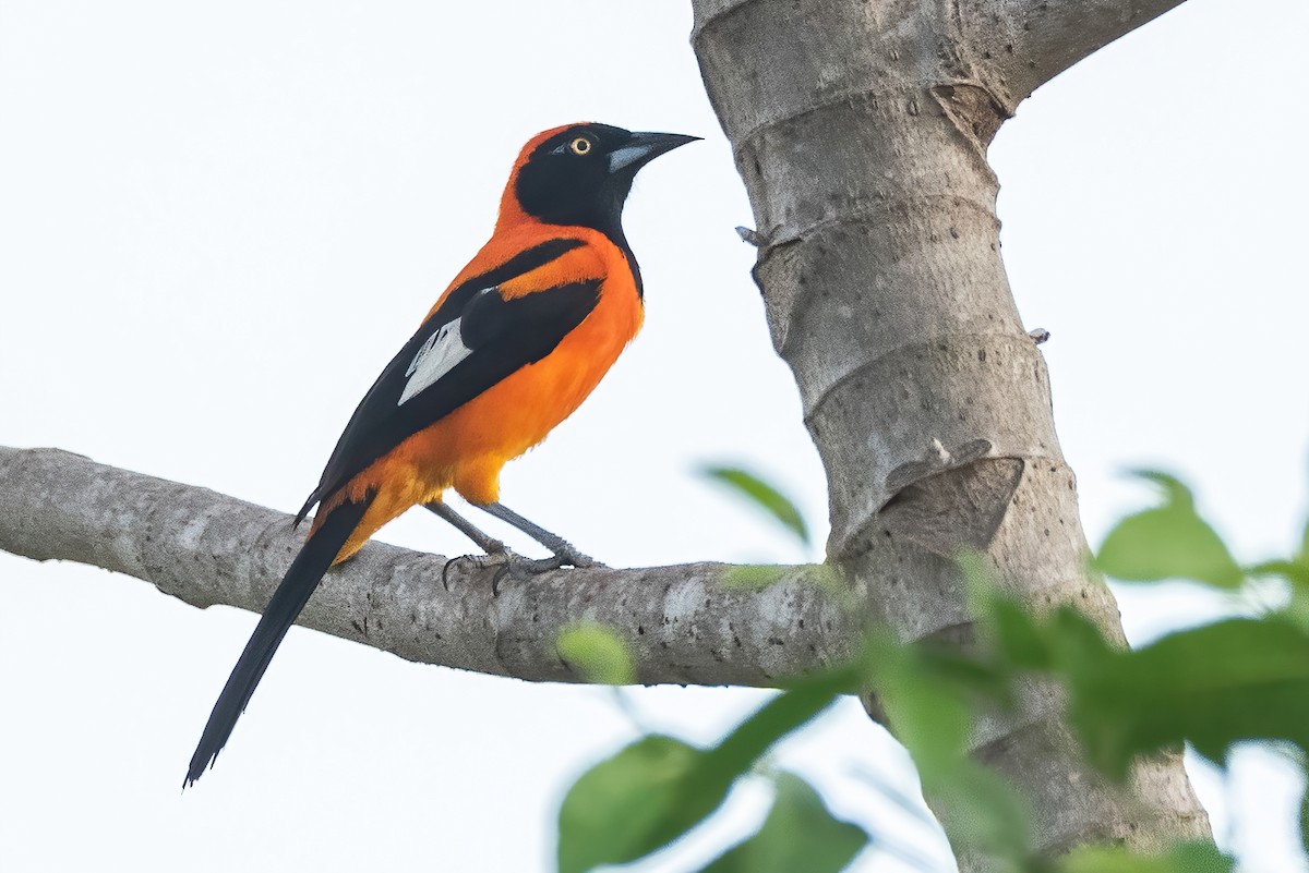 Oriole à dos orange - ML626179609