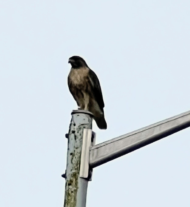 Red-tailed Hawk - ML626179871