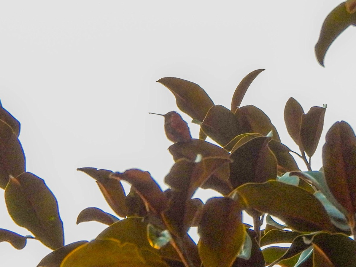 Rufous Hummingbird - ML626179952