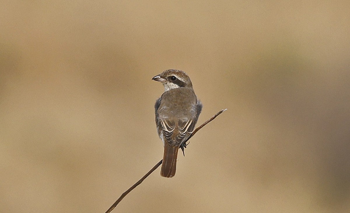 荒漠伯勞(isabellinus) - ML626180094