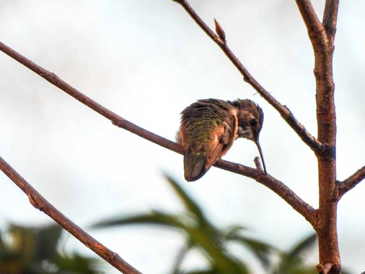 Rufous/Allen's Hummingbird - ML626180132