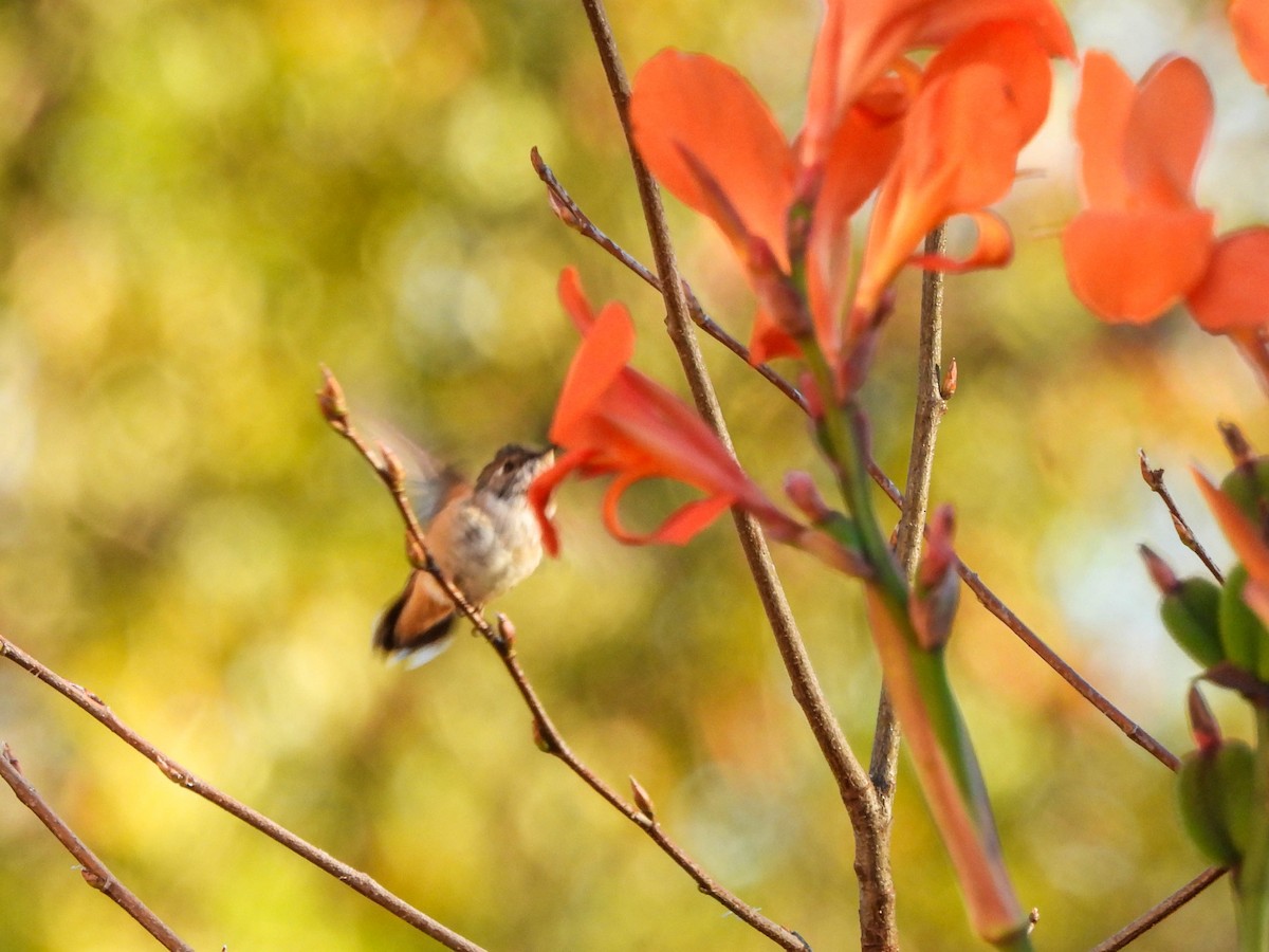 Rufous/Allen's Hummingbird - ML626180159