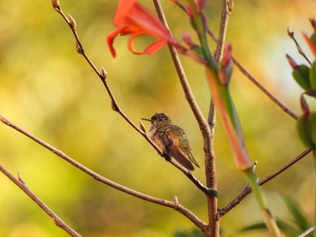 Rufous/Allen's Hummingbird - ML626180160