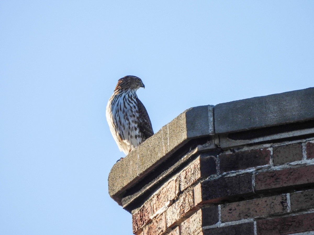 Cooper's Hawk - ML626180211