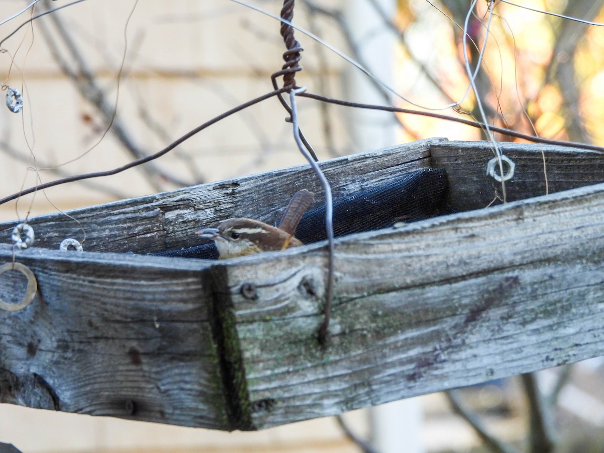 Carolina Wren - ML626180234