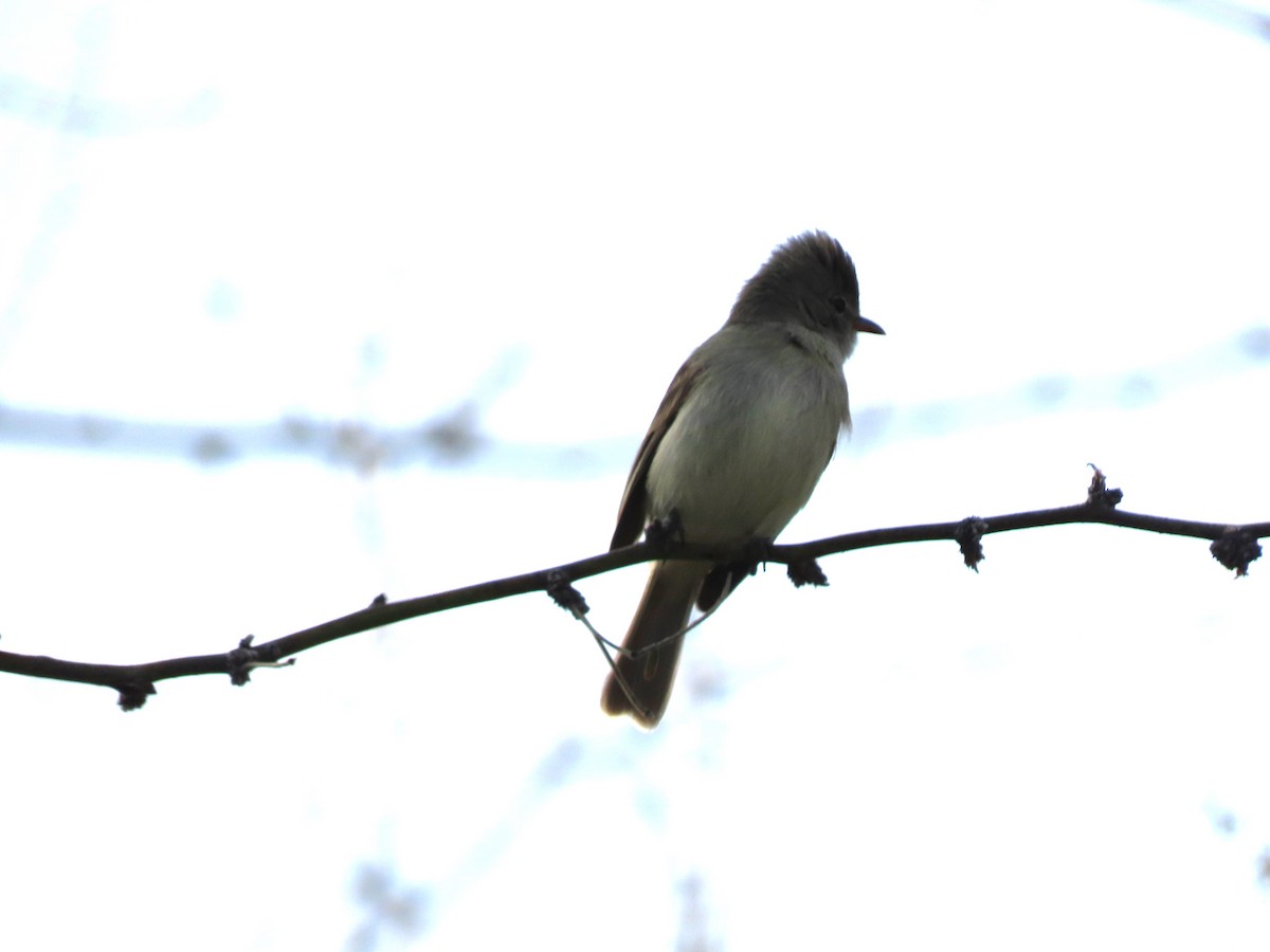 Northern Beardless-Tyrannulet - ML626180301