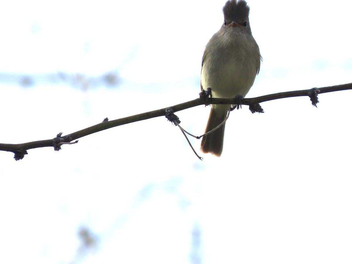 Northern Beardless-Tyrannulet - ML626180302