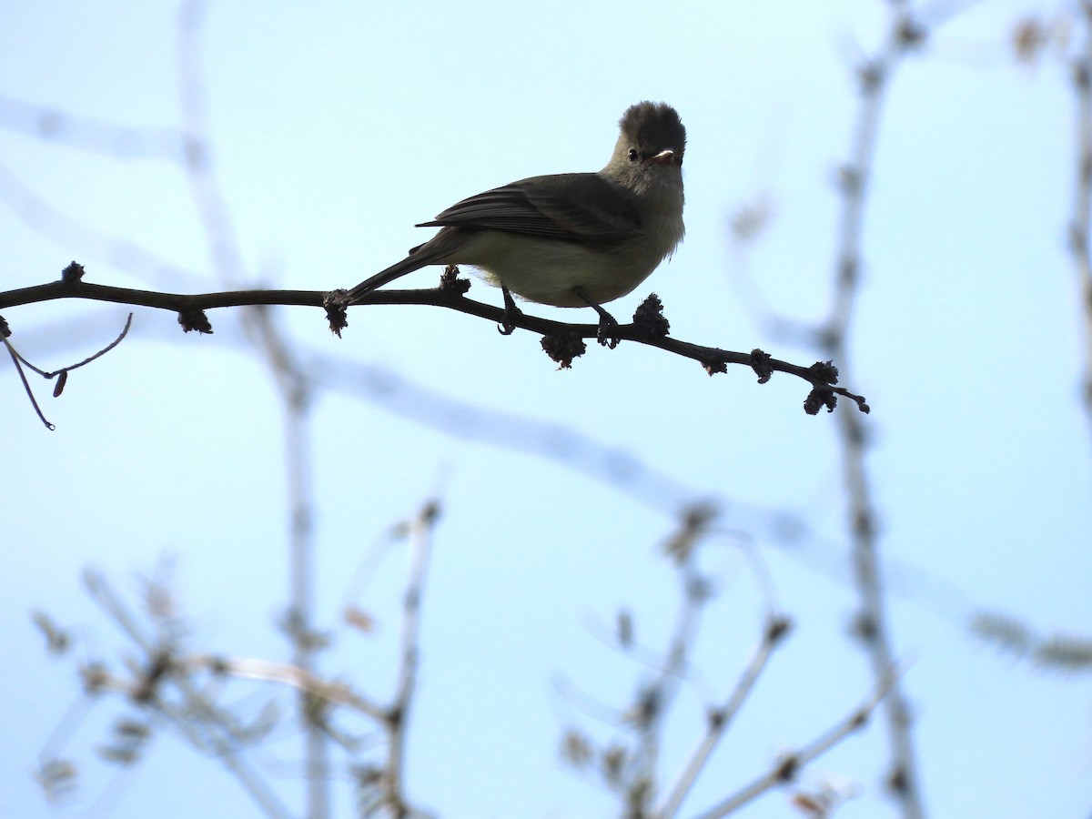 Northern Beardless-Tyrannulet - ML626180303