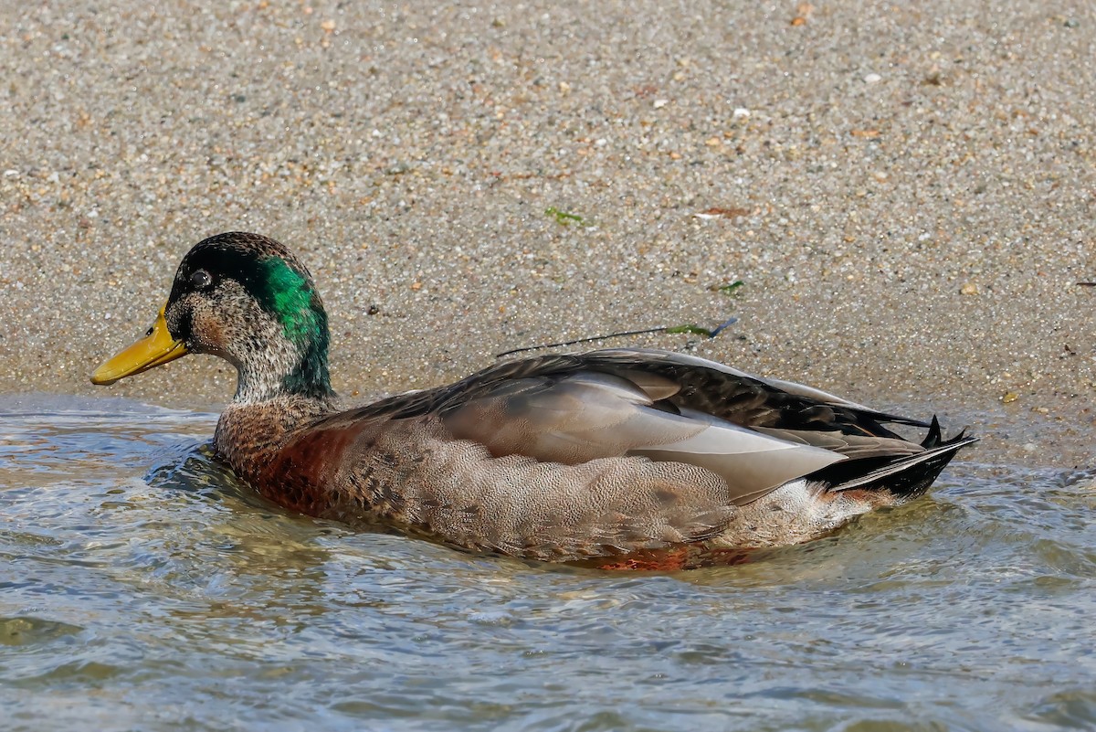 Mallard x American Black Duck (hybrid) - ML626180484