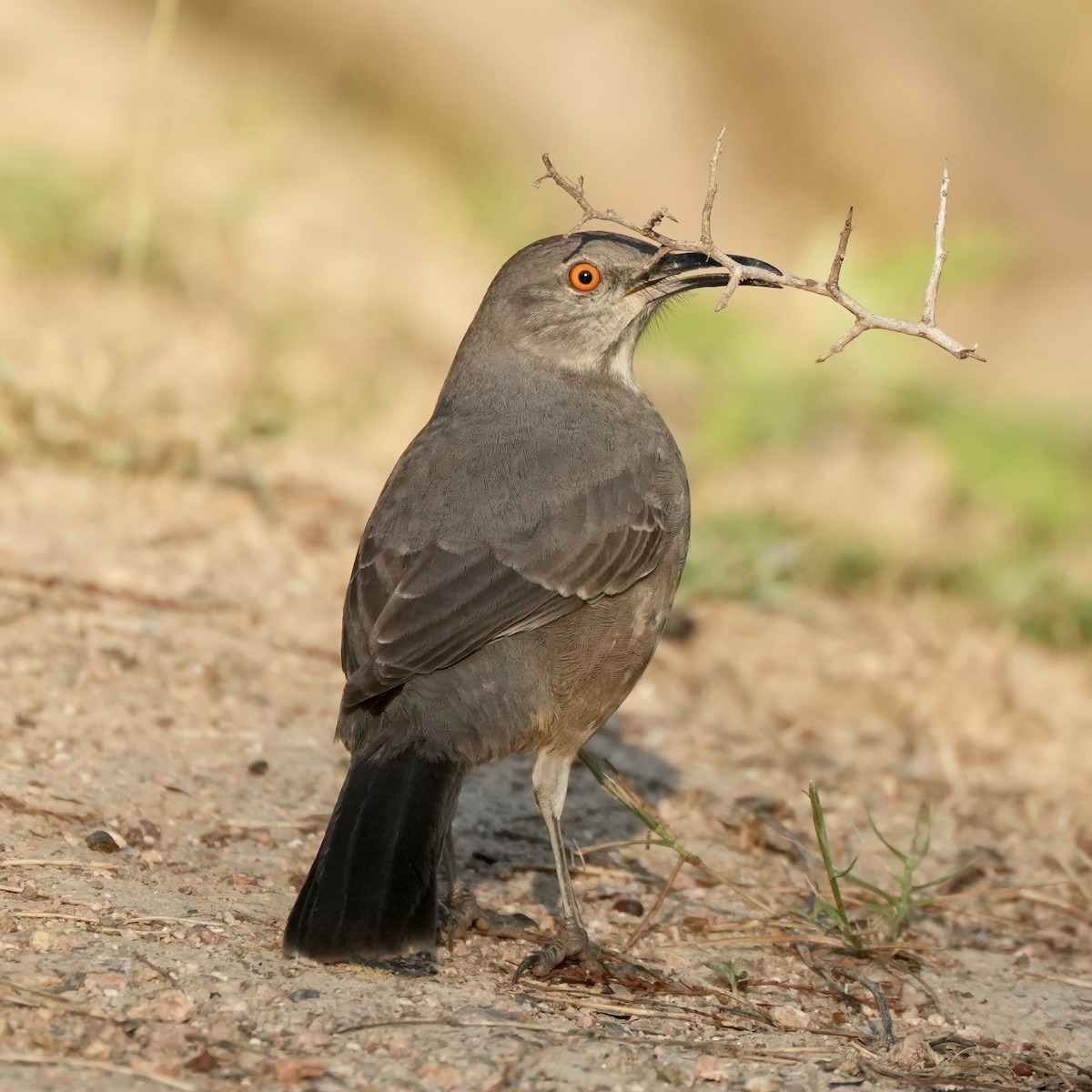 Curve-billed Thrasher - ML626180559